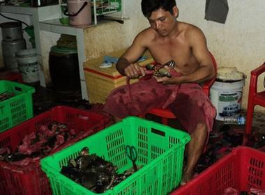 Thực hư 'cua biển Cà Mau' siêu rẻ