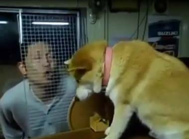 Video hài chú chó chảnh nhất thế giới