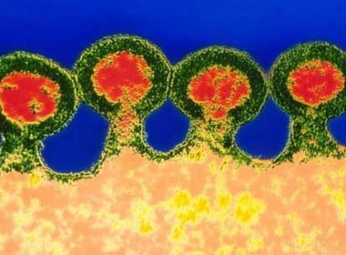 Đã tìm ra 'khắc tinh' của virus HIV