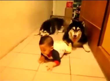 Video Hot: Hai chú chó bò theo em bé cực kỳ đáng yêu