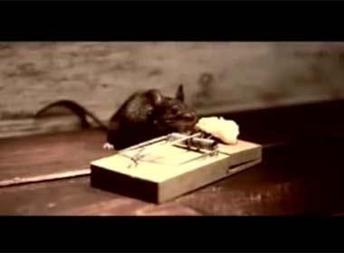 Video Sốc: Chú chuột khỏe nhất hành tinh