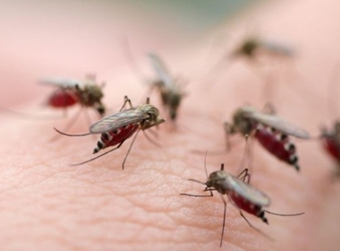 5 lý do bạn bị muỗi đốt nhiều hơn người khác