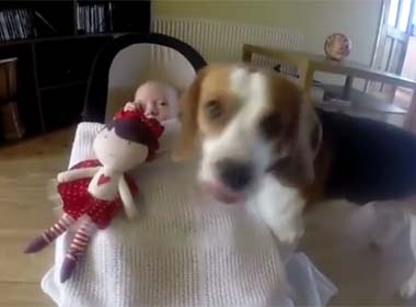 Video chú chó biết chăm sóc em bé