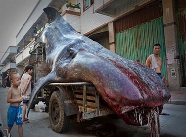 Ghê sợ với 'quái vật biển' hình thù kỳ dị dài gần 5m ở Trung Quốc