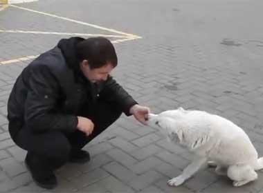 Clip chó hoang nài nỉ người lạ để xin ăn