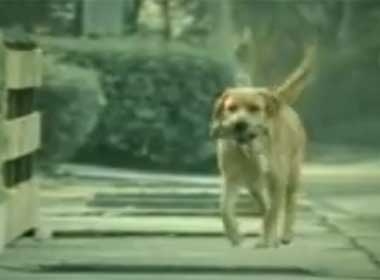 Video chó tự tử vì bị bội tình