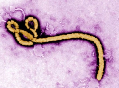 Ebola có lây qua đường 'ân ái'
