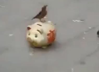 Cao thủ luyện chim đi xin tiền