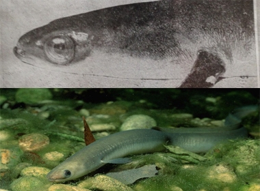 Các nhà khoa học xác nhận vụ lươn 'cụ' 155 tuổi 