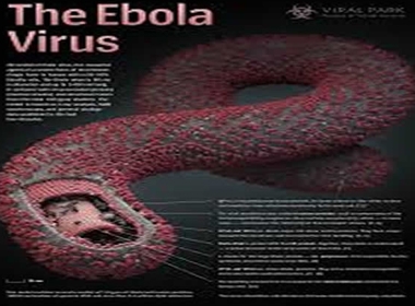 Đã tìm ra nguồn gốc lây nhiễm dịch Ebola