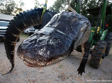 Cá sấu khổng lồ nặng gần nửa tấn thiết lập kỷ lục thế giới mới