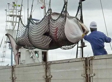 Nhật Bản lên kế hoạch để 'bãi bỏ lệnh cấm' đánh bắt cá voi