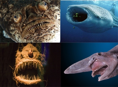 Những sinh vật có ngoại hình xấu xí ở dưới biển sâu