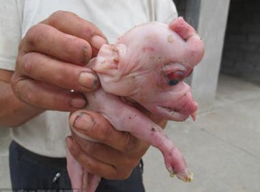 Chú lợn con có ‘sừng’ kỳ lạ.