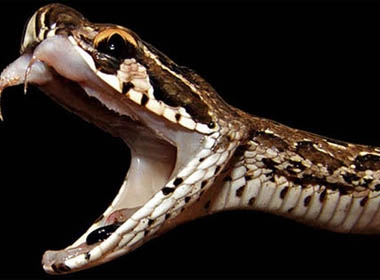 Loài rắn cực độc khiến 'người lớn hóa thành trẻ em'