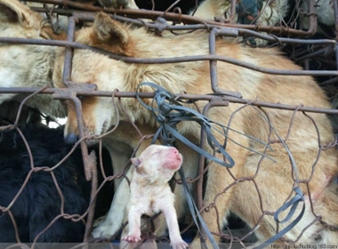 Chú chó con chưa mở mắt đang trên đường bị đưa đi giết thịt