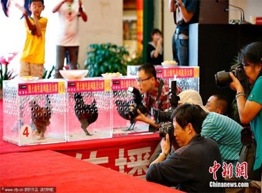 Cuộc thi sắc đẹp kỳ lạ dành cho gà ở Trung Quốc