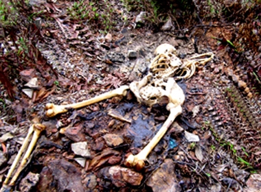 Phát hiện xác chết trong vườn keo chỉ còn trơ bộ xương (Ảnh minh họa)