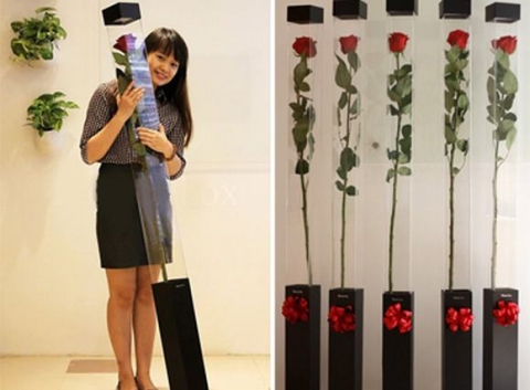 Hoa hồng dài 1,6 m giá 700.000 đồng