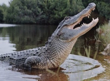 Đề phòng cá sấu dài 1,2 m sổng chuồng tấn công (Ảnh minh họa)