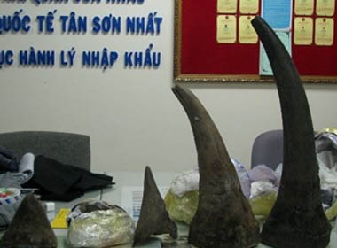 Bắt giữ 6kg sừng tê giác nhập lậu trị giá 4 tỷ đồng ở sân bay Nội Bài