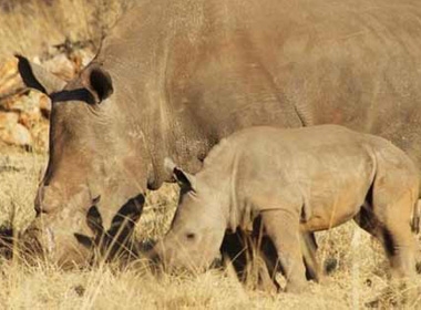 Hai người Việt bị bắt do tàng trữ sừng tê giác ở Nam Phi