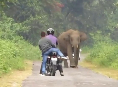 Hai biker bỏ chạy vì bị voi đuổi