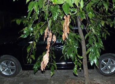 Tá hỏa phát hiện bé gái chết ngạt trong ô tô