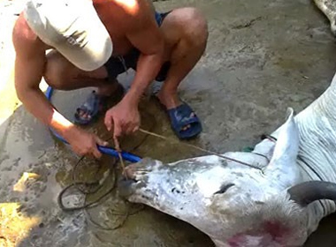 Kinh hãi bơm nước tăng trọng cho bò