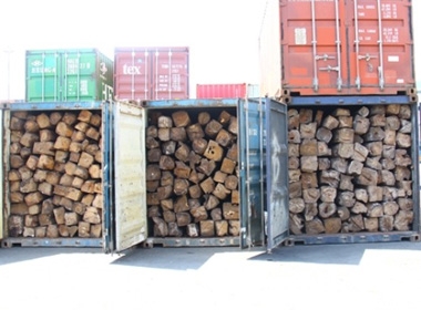 Khám xét 5 container gỗ lậu tại cảng Cát Lái