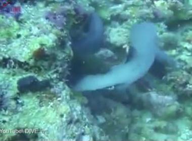 Lươn khổng lồ suýt nuốt chửng cá mập