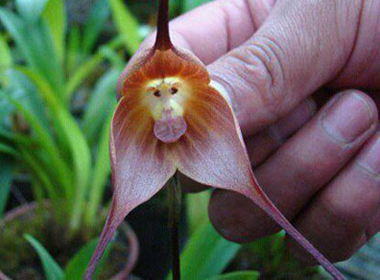 Liên khúc cười: Những bí ẩn quanh ta