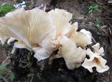 Nấm độc khiến 19 người nhập viện là loài nấm Ma