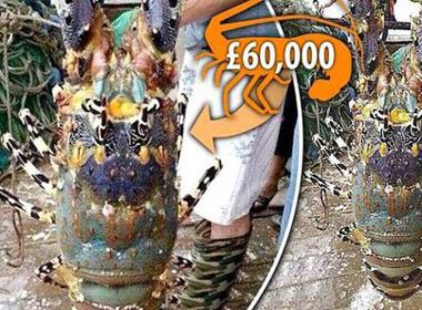 Bắt được tôm hùm khổng lồ trị giá hơn 2 tỷ đồng