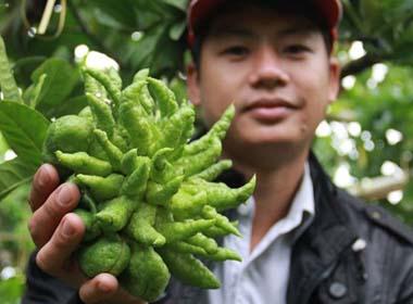 Người thu tiền tỷ người đổ nợ vì trồng phật thủ