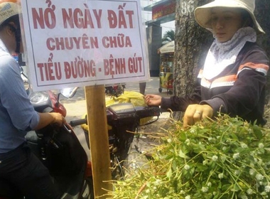Cây nở ngày đất, 'thần dược' bán tràn lan trên vỉa hè Sài Gòn