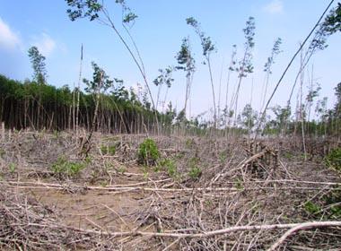 Lâm tặc chặt trắng rừng