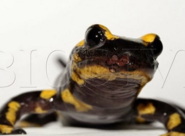 Sa giông lửa (Salamandra salamandra) tổn thương vùng da do bị nhiễm nấm B. salamandrivorans