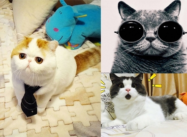 Những chú mèo nổi tiếng nhất trên internet 