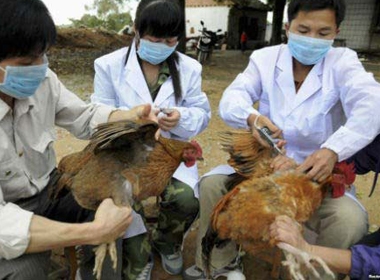 Chưa phát hiện virus cúm A/H5N8 tại Việt Nam