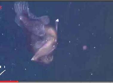 Video cực 'độc' về quái vật biển sâu