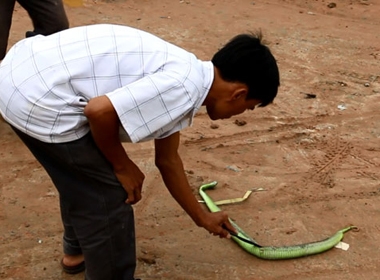 Người dân phát hiện và đập chết một con rắn lục đuôi đỏ.