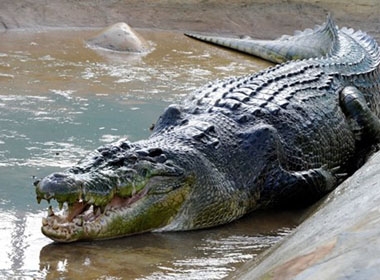 Truy tìm con cá sấu sổng chuồng (Ảnh minh họa)