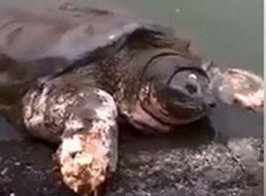 Clip: Cụ rùa nổi lên gần như trọn vẹn khỏi Hồ Gươm gây sốt