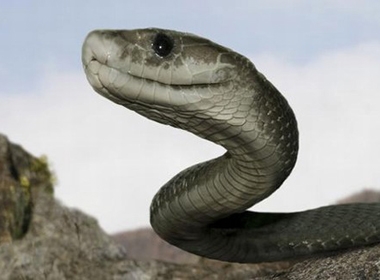 Thực hư về loài rắn khổng lồ ăn thịt người ở Indonesia