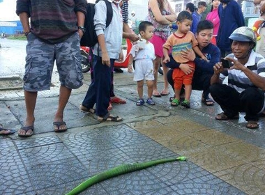 Người dân phát hiện và đập chết con rắn lục đuôi đỏ ở gần cầu Thuận Phước