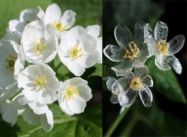 Loài hoa tự biến thành trong suốt khi gặp nước