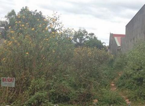 Khu bụi ông Vầy hay dắt cháu Nhàn vào