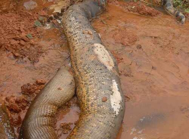 Cận cảnh rắn khổng lồ dài hơn 16m