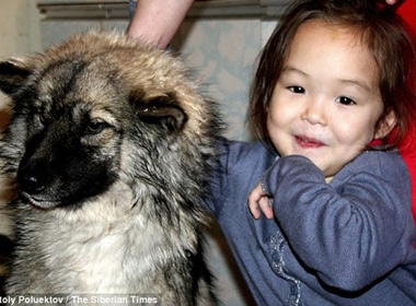 Chú chó cứu mạng bé gái 3 tuổi đi lạc